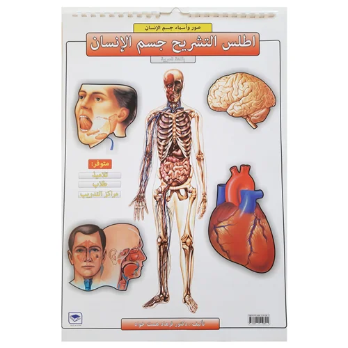 پوستر آموزشی انتشارات عصر اندیشه مدل اطلس آناتومی بدن انسان کد 15