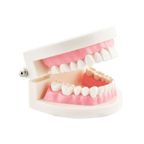 مولاژ دندان انسان اندازه طبیعی
