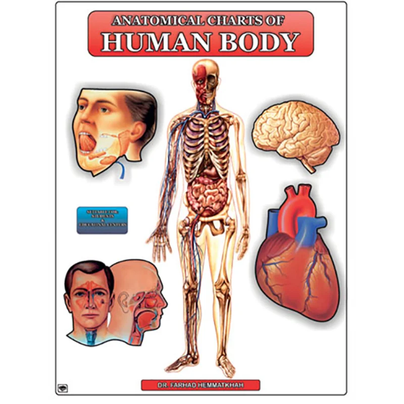 پوستر طرح اطلس آناتومی بدن انسان مجموعه 15 عددی