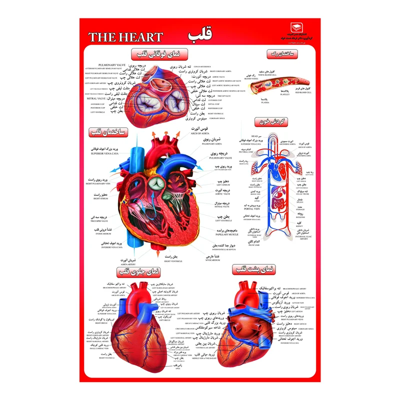 پوستر آموزشی مدل قلب انسان