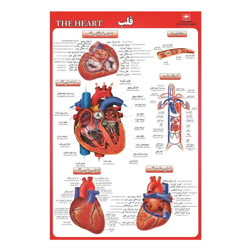 پوستر آموزشی مدل قلب انسان
