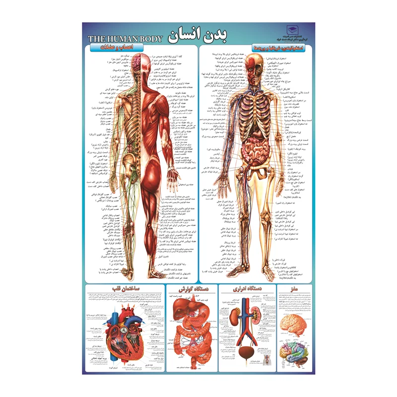 پوستر آموزشی رساکو مدل بدن انسان
