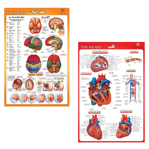 پوستر آموزشی مدل قلب و مغز انسان مجموعه 2 عددی