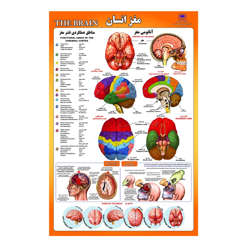 پوستر آموزشی مدل مغز انسان کد 60.90