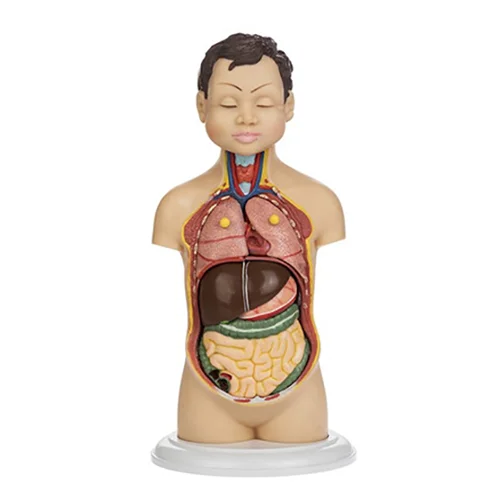 مولاژ آناتومی نیم تنه بدن انسان مدل عروسکی 1/4 اندازه طبیعی