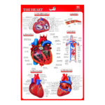 پوستر آموزشی مدل قلب و مغز انسان مجموعه 2 عددی