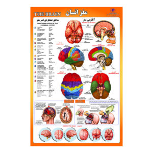 پوستر آموزشی مدل مغز انسان کد 60.90