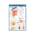 پوستر آموزشی مدل دندان