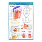 پوستر آموزشی مدل دندان