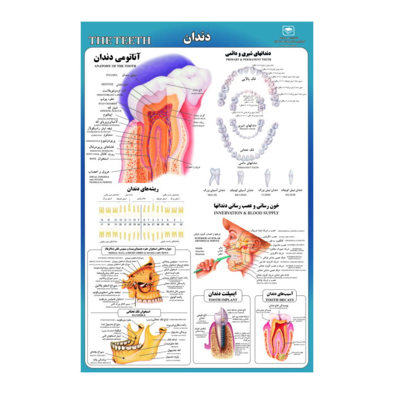 پوستر آموزشی مدل دندان