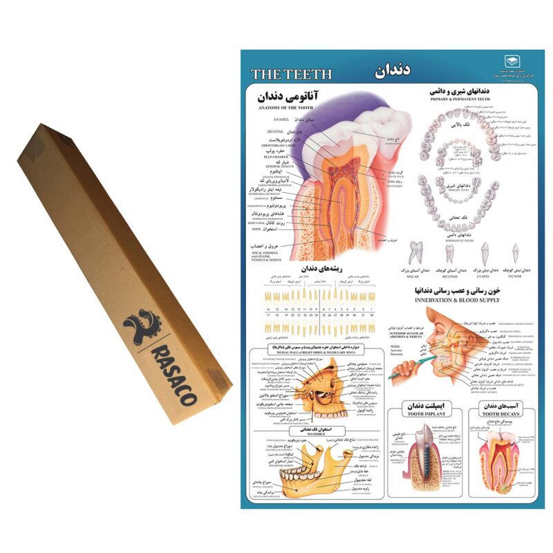 پوستر آموزشی مدل دندان